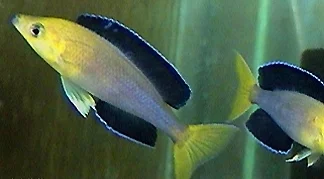 acuarioscondal842593