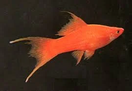acuarioscondal842642