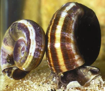 acuarioscondal842656