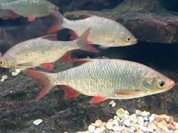 acuarioscondal842707