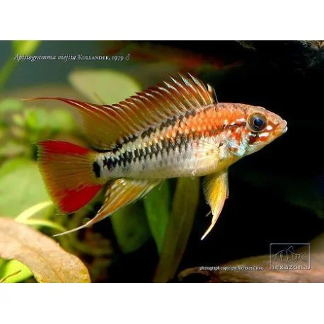 acuarioscondal842744