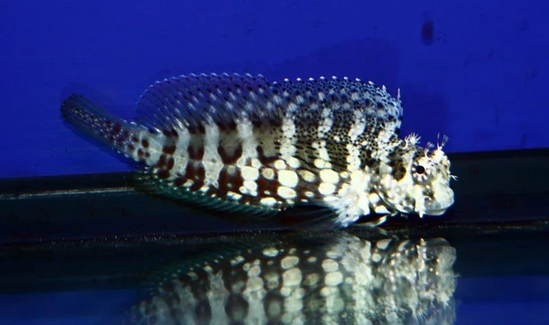 acuarioscondal842791