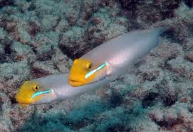 acuarioscondal842846
