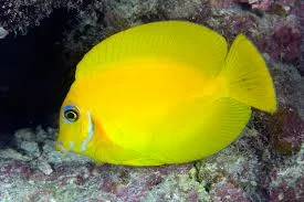 acuarioscondal842863