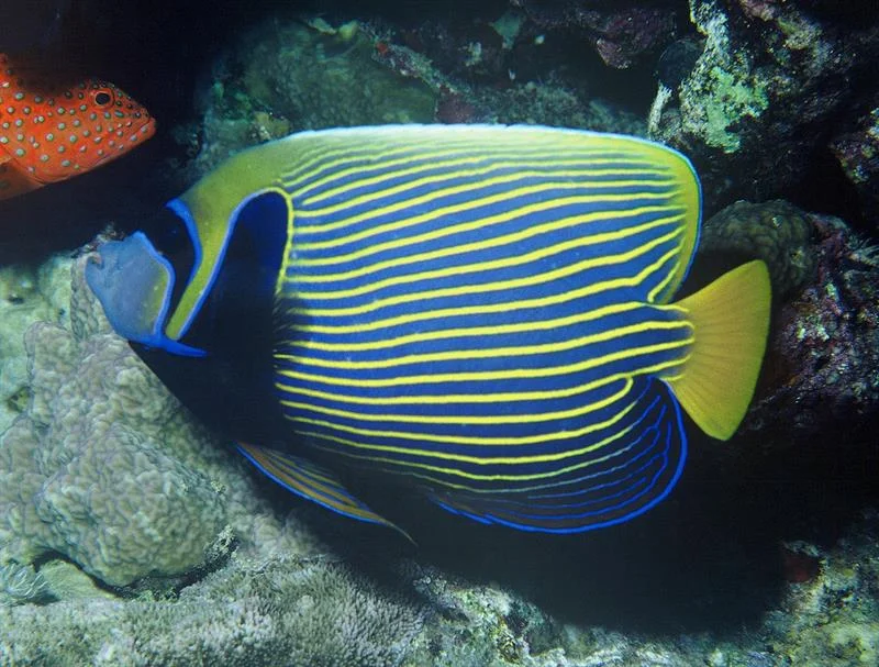 acuarioscondal842877