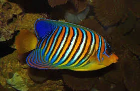 acuarioscondal842896
