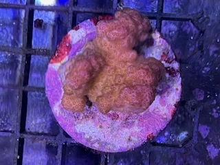 acuarioscondal842998
