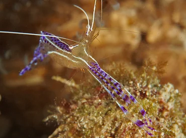 acuarioscondal843012