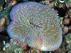 acuarioscondal843087