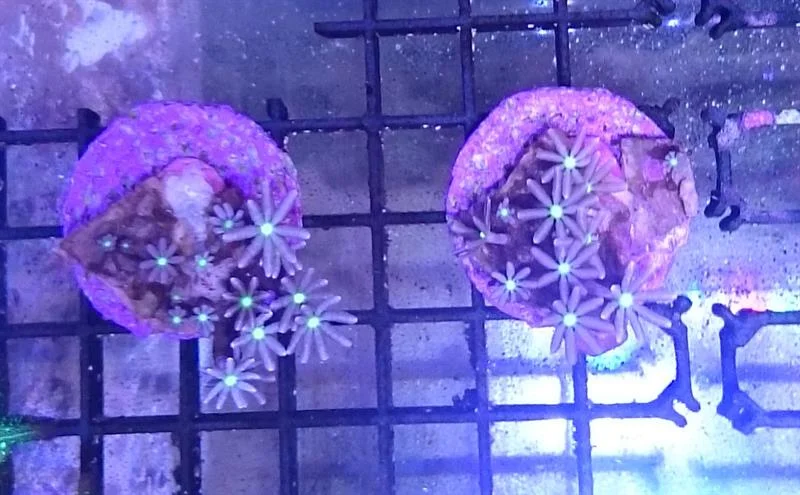 acuarioscondal843099