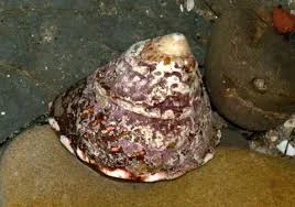 acuarioscondal843224