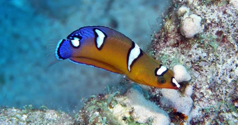 acuarioscondal843609