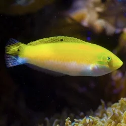acuarioscondal843630