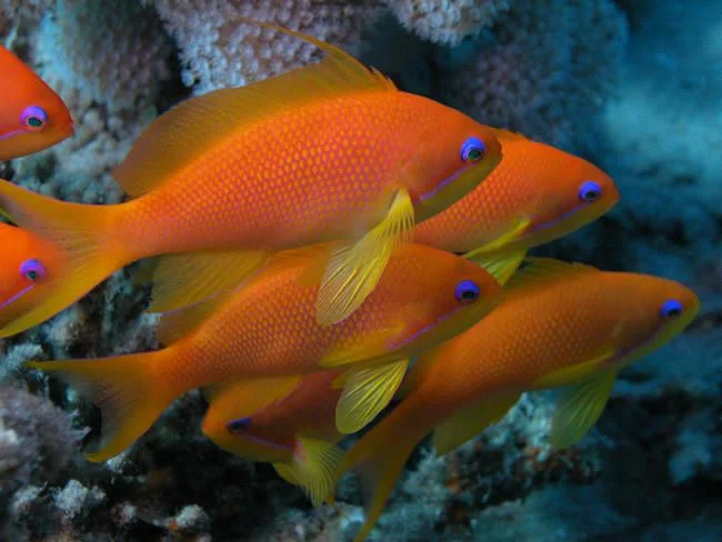 acuarioscondal843670