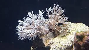 acuarioscondal843710
