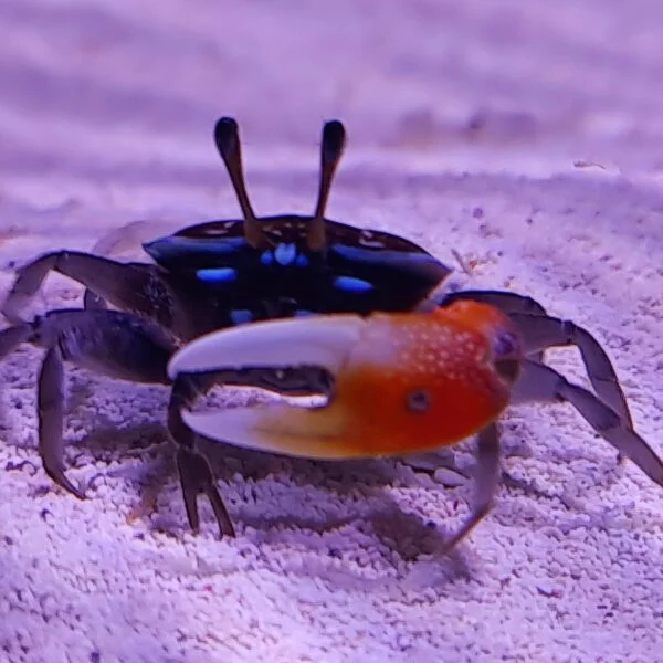 acuarioscondal843724