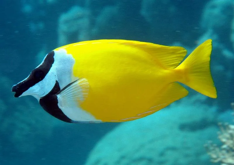 acuarioscondal843779