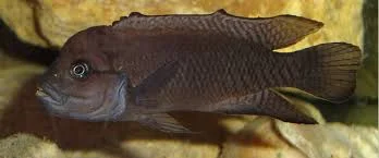 acuarioscondal843908