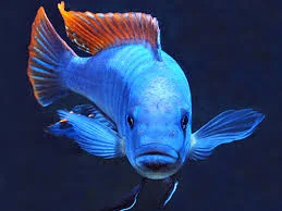 acuarioscondal843941