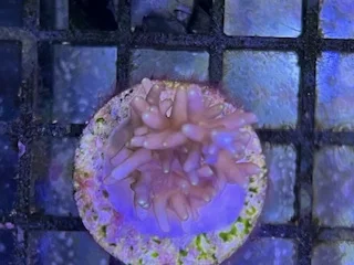 acuarioscondal844142
