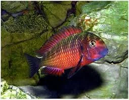 acuarioscondal844183