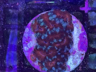 acuarioscondal845232