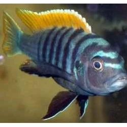 acuarioscondal845870