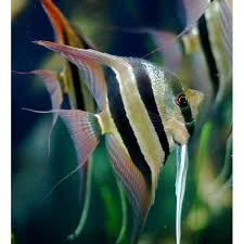 acuarioscondal845919