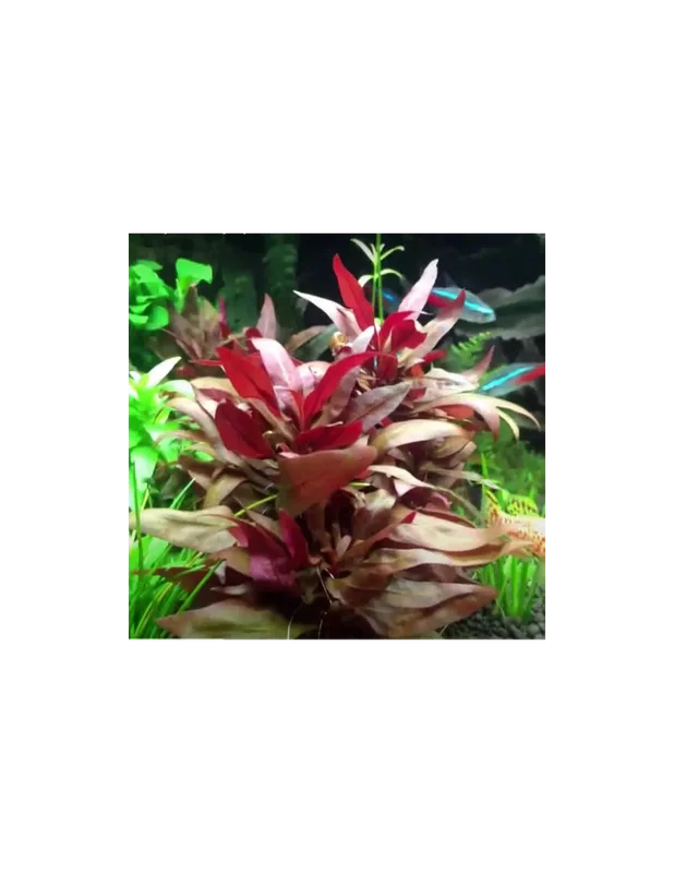 acuariosyestanquesacuatica842990