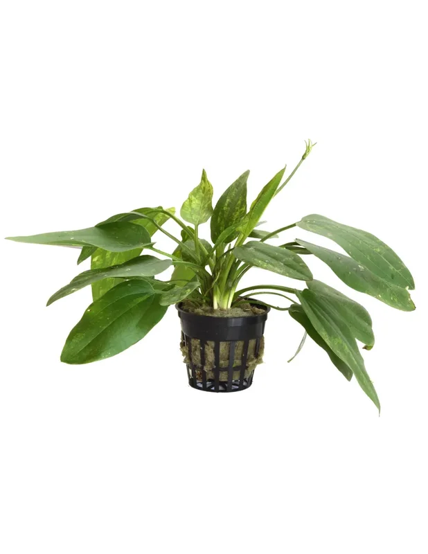 acuariosyestanquesacuatica843173