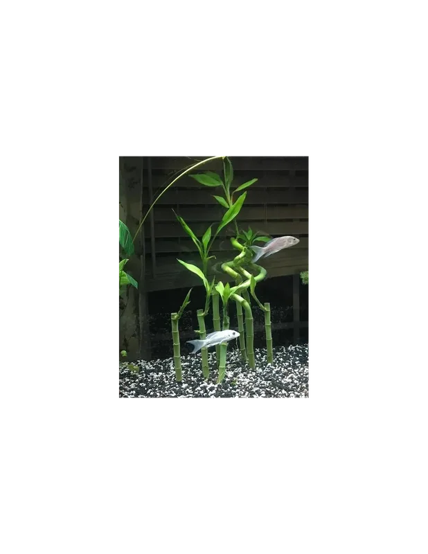 acuariosyestanquesacuatica849157