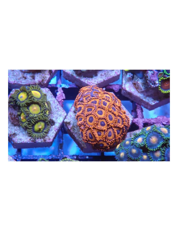 bellacoral825455