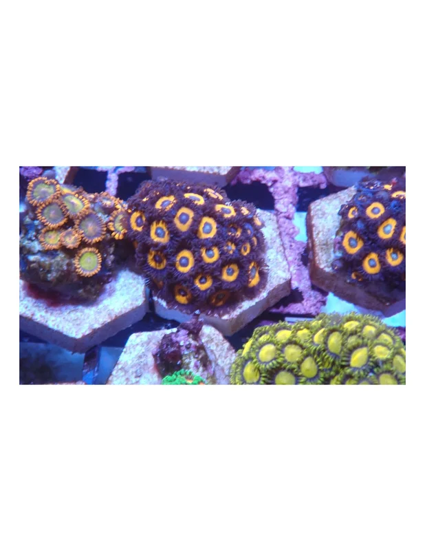 bellacoral825529