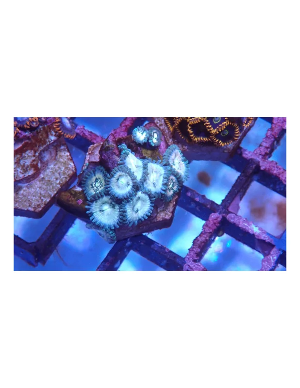 bellacoral825597