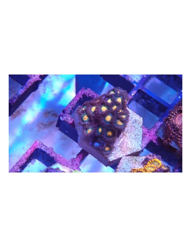 bellacoral825611