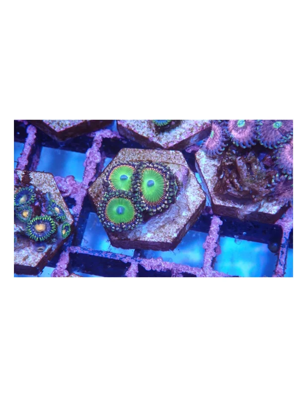 bellacoral825653