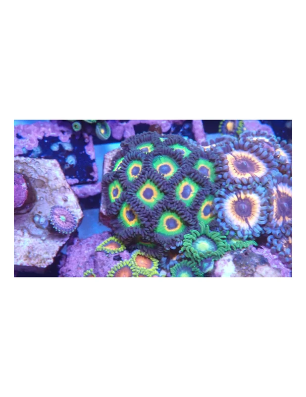 bellacoral825708