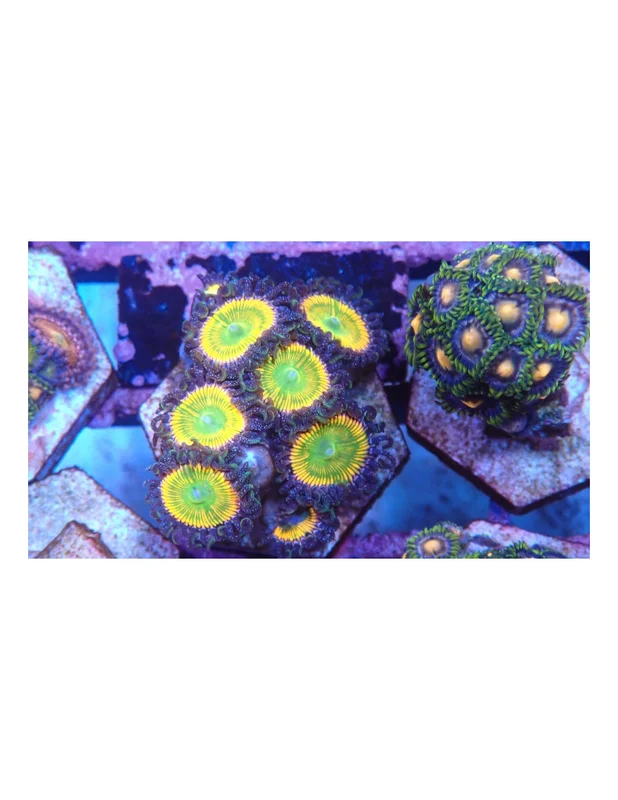 bellacoral825732