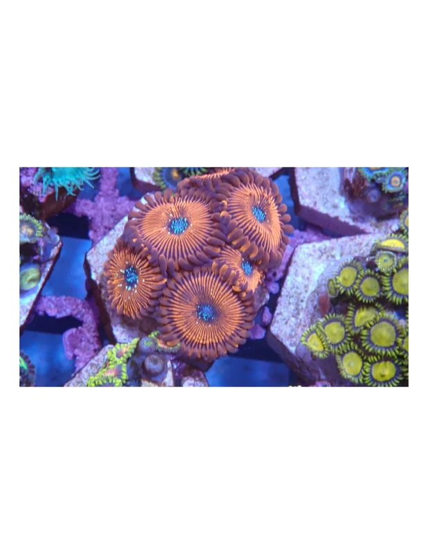 bellacoral825842