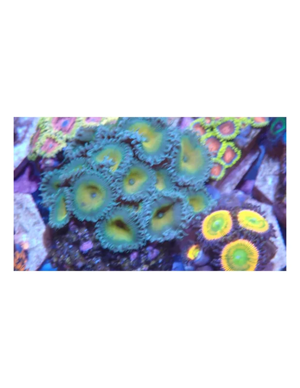 bellacoral825864