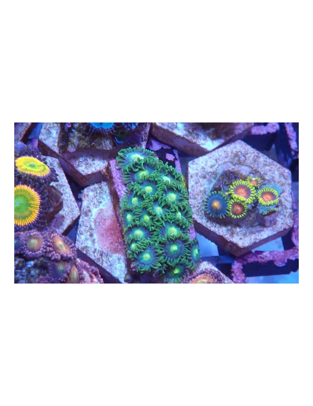 bellacoral825907
