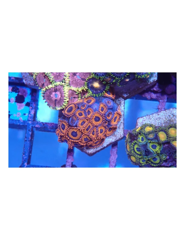 bellacoral825952