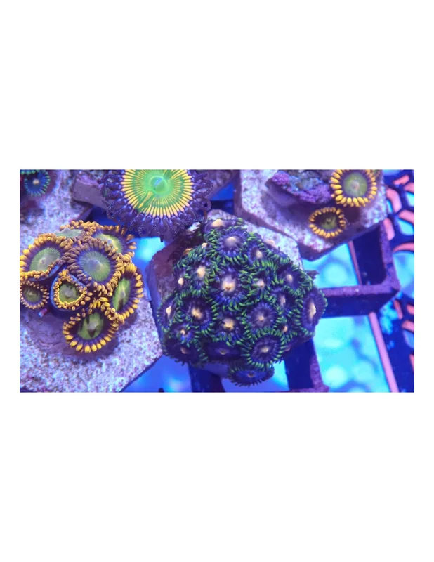 bellacoral826026