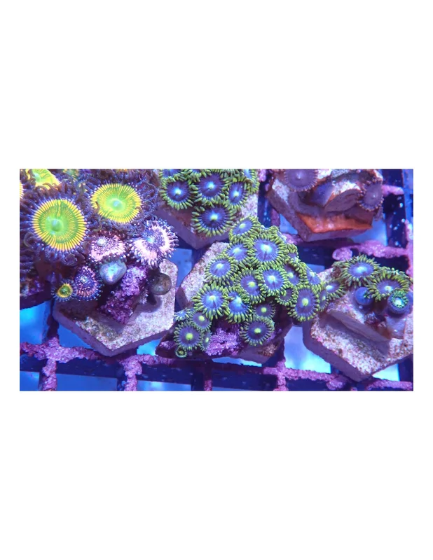 bellacoral826068