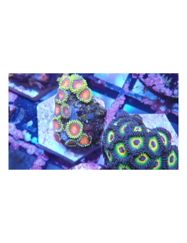 bellacoral826084
