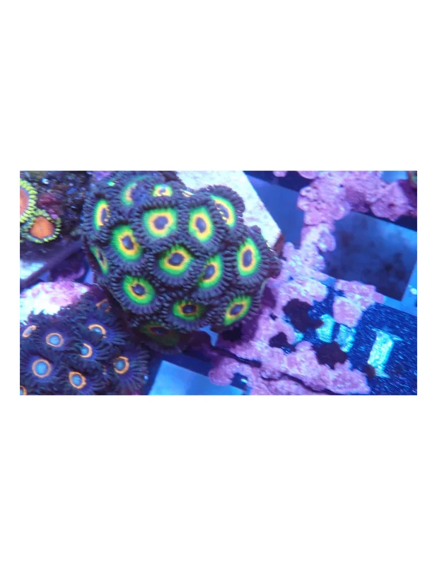 bellacoral826098