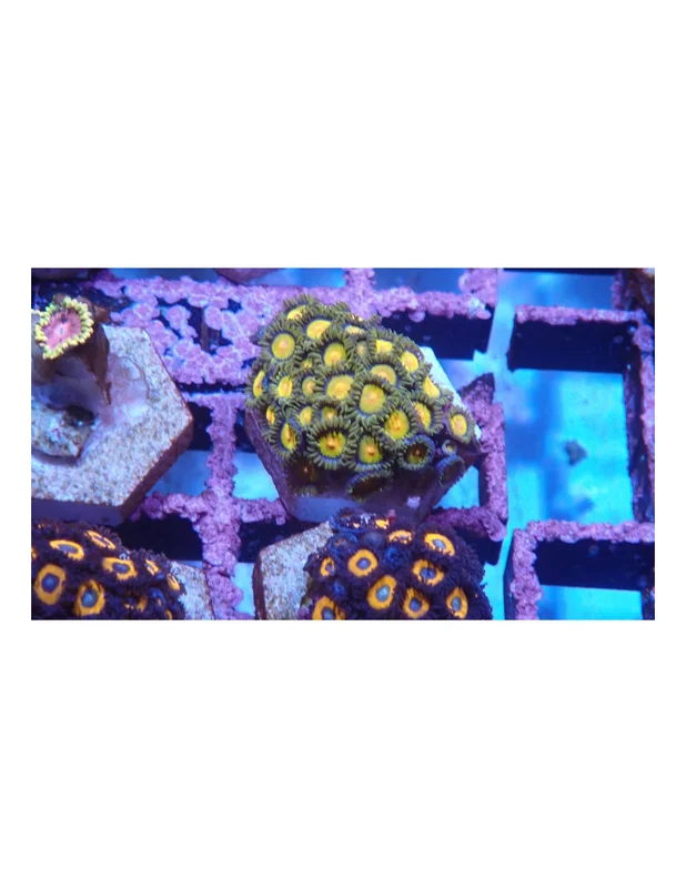 bellacoral826141