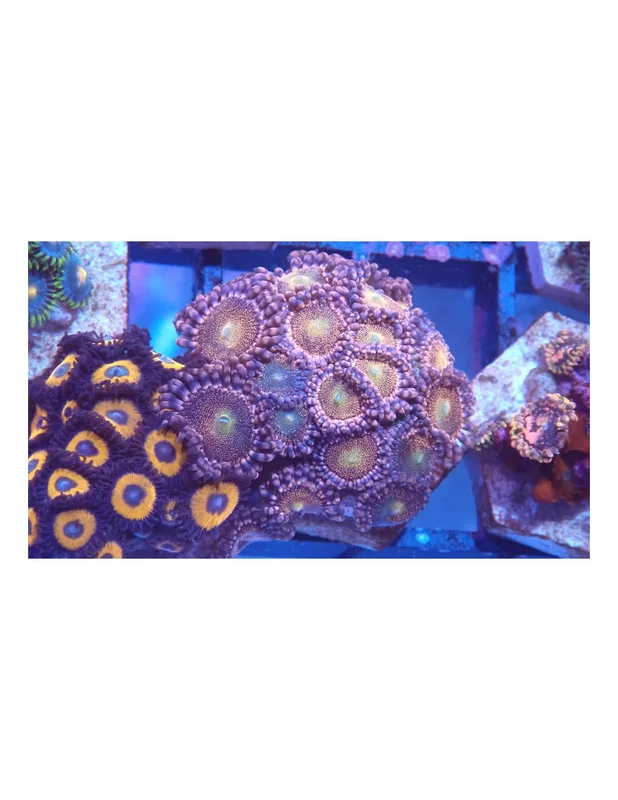 bellacoral826252