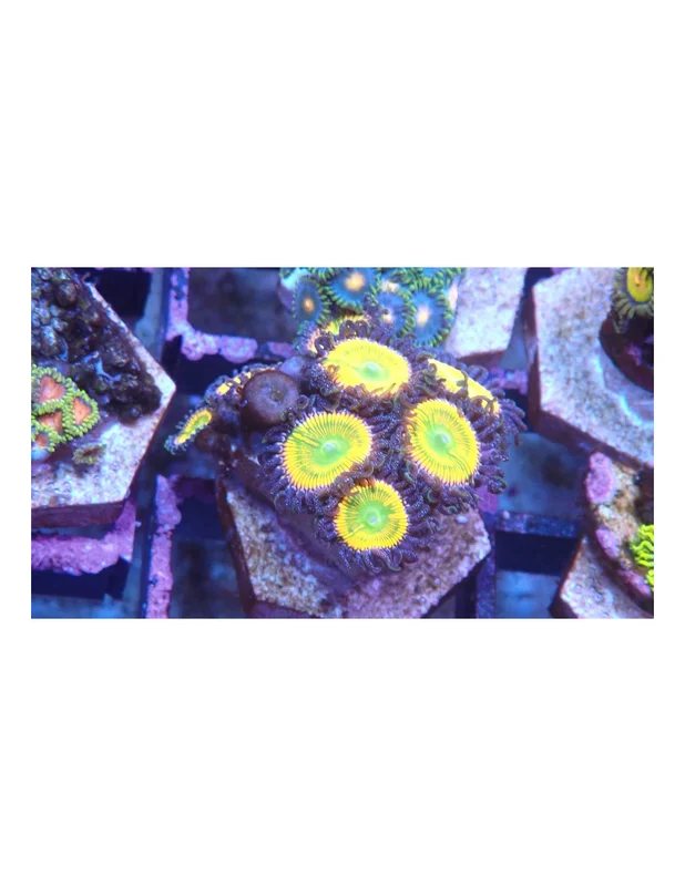 bellacoral826591