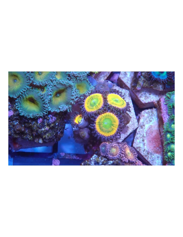 bellacoral826668